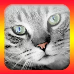 猫语翻译模拟器-人猫交流模拟器安卓版 v1.4 猫语翻译模拟器-人猫交流模拟器安卓版 v1.4