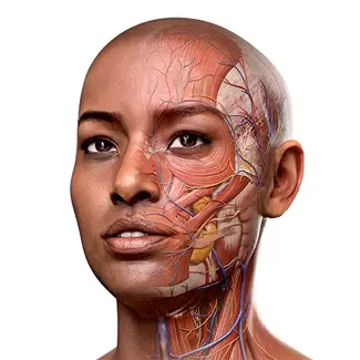 CompleteAnatomy最新版v10.3.0-更受欢迎的3D交互式解剖平台