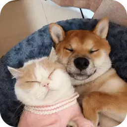 萌趣猫狗翻译器-人狗交流器 v1.2.6免费版 萌趣猫狗翻译器-人狗交流器 v1.2.6免费版