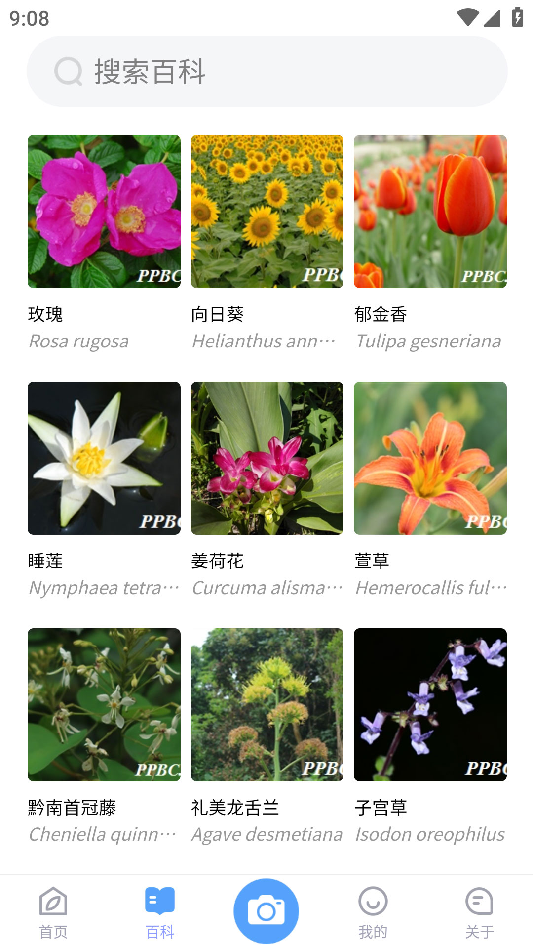 花伴侣Pro（植物智）APP系统安卓版v2.10.23-花伴侣Pro 智能识别中国植物截图2